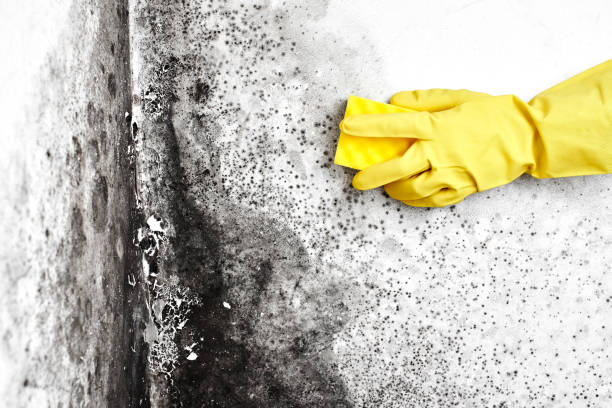 Best Affordable Mold Removal  in Houston, AK