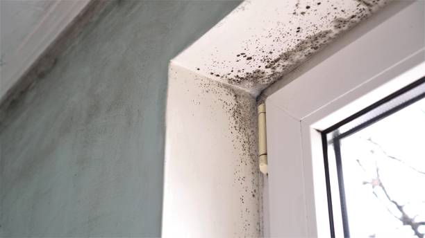 Best Mold Cleaning Services  in Houston, AK