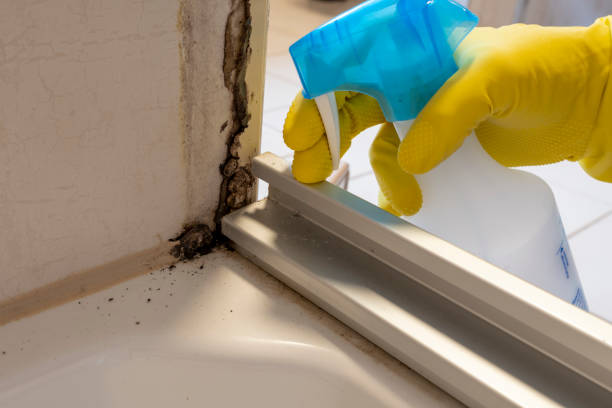 Houston, AK Mold Removal Company