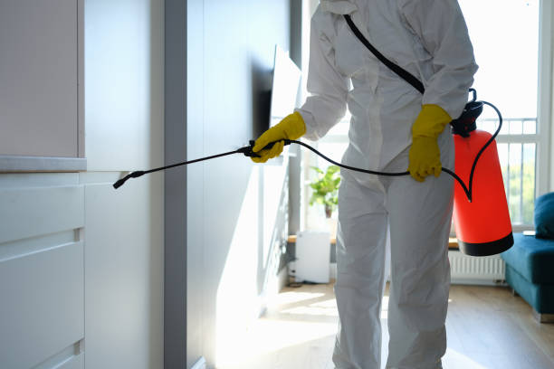 Best Mold Damage Repair  in Houston, AK
