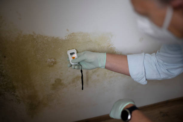 Best Mold Testing  in Houston, AK
