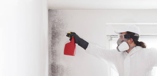 Best Best Mold Removal Companies  in Houston, AK
