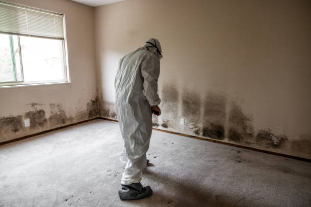 Best Commercial Mold Removal  in Houston, AK