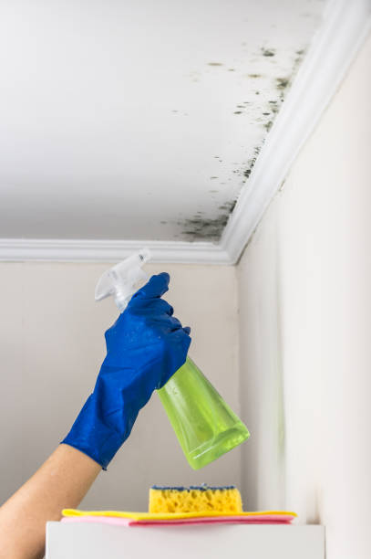 Best Office Mold Removal Services  in Houston, AK